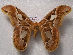 FIGURE 1b FIGURE 1b